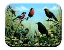 Glass Cuttingboard Trivet   Bird Songs Wildlife
